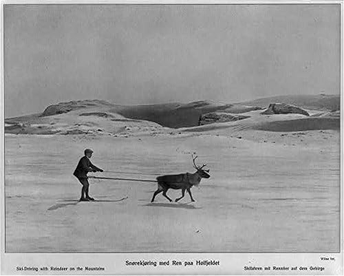PovijesnaFindings Foto: Skijaška vožnja s jelenima na planinama, 1910., dječak na skijama, Norveška